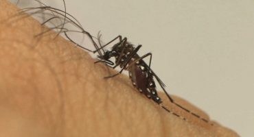 138493,quarta-morte-por-dengue-grave-e-confirmada-na-bahia-vitima-e-de-feira-de-santana-3