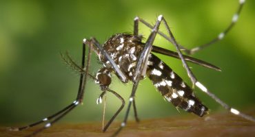145694,brasil-registra-217-mil-casos-de-dengue-em-2024-valor-e-tres-vezes-maior-do-que-em-2023-3