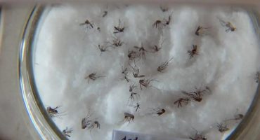 148226,brasil-tem-mais-de-mil-mortes-por-dengue-em-2024-e-se-aproxima-de-recorde-historico-3