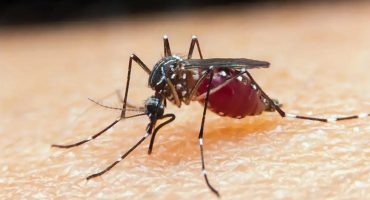 150212,bahia-registra-morte-por-malaria-apos-seis-anos-sem-notificacao-3