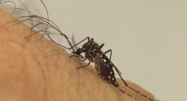 151041,brasil-lidera-casos-de-dengue-no-mundo-com-82-do-registrado-em-todo-o-planeta-alerta-oms-3