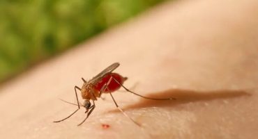 151671,primeira-morte-por-frebre-oropouche-na-bahia-e-confirmada-pela-sesab-3