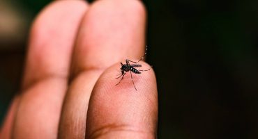 181120,brasil-registra-queda-de-75-dos-casos-de-dengue-registros-de-malaria-tambem-diminuiram-3