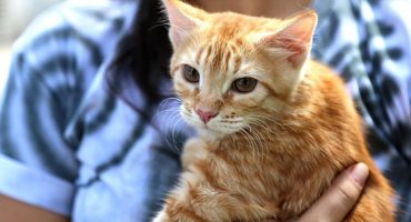 181170,nova-lei-regulamenta-guarda-compartilhada-de-pets-apos-separacao-3