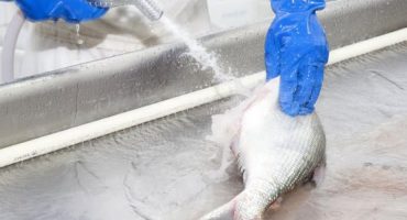 Foto :Embrapa Pesca e Aquicultura