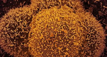 csm_Coronavirus_-_NIAID_c606c3b047