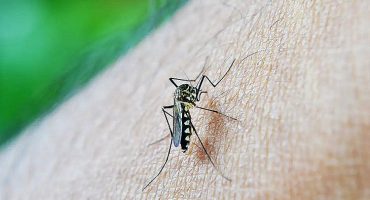 csm_csm_dengue-mosquito-reproducao-agencia-brasil_fde865f73c_f5e896b49f