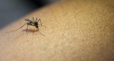 csm_dengue_freepik_a911febd85