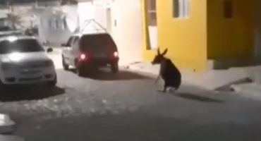 e5bbf411-c210-472a-aab1-286b31db6e7e