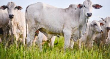 Lucas Ninno/GettyImages